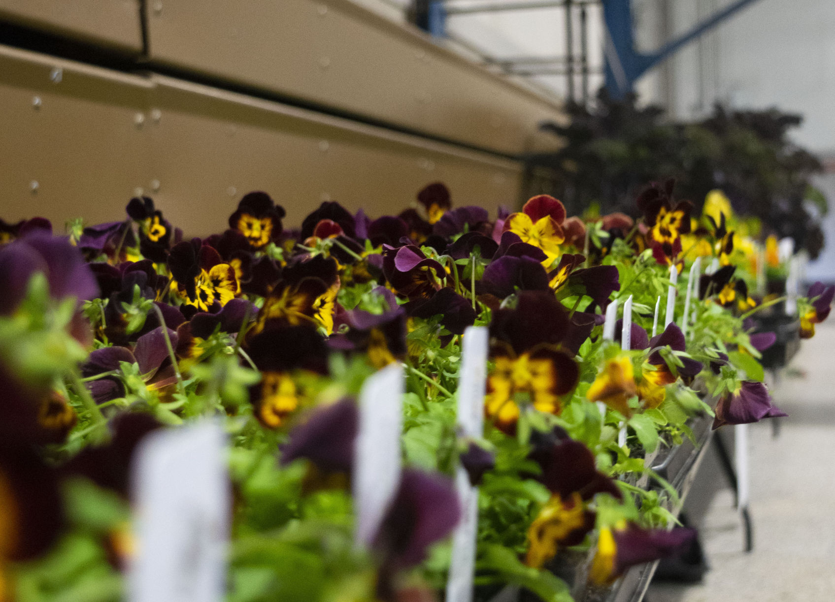 Horticulture Show, Flowers